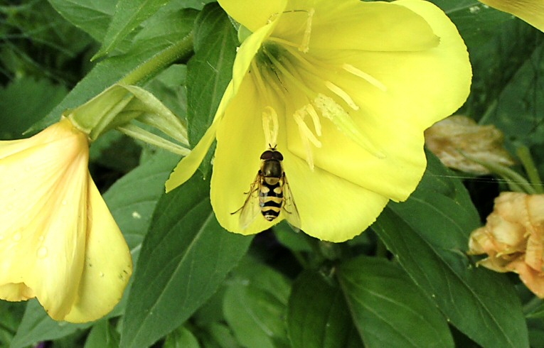 Syrphus vitripennis