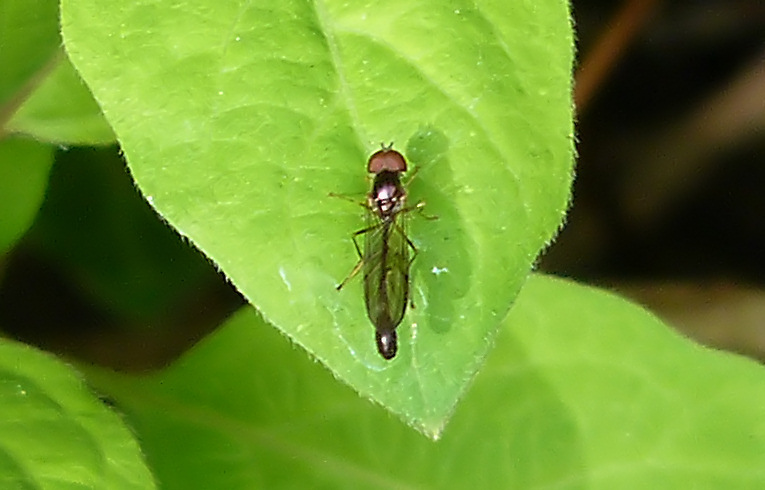 Baccha elongata