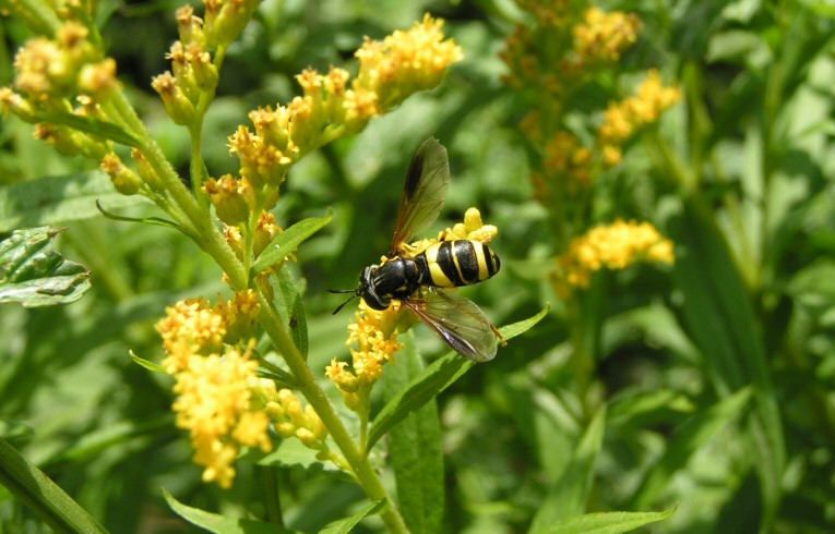Chrysotoxum bicinctum