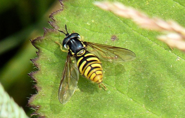 Chrysotoxum cautum