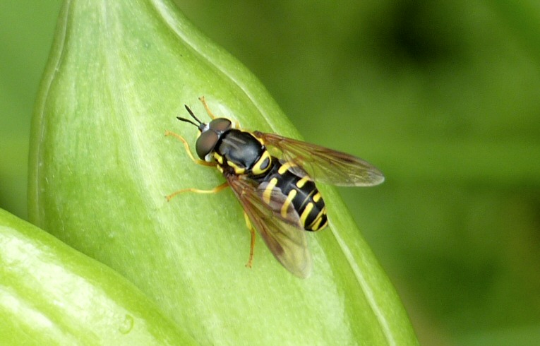 Chrysotoxum festivum