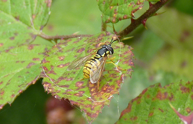 Chrysotoxum verralli
