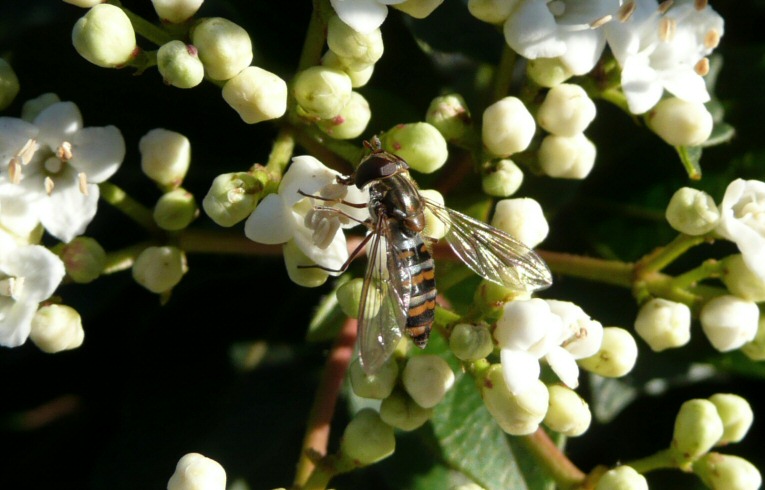 Hoverfly Episyrphus balteatus