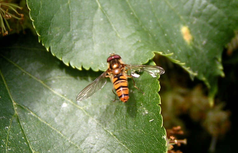 Episyrphus balteatus