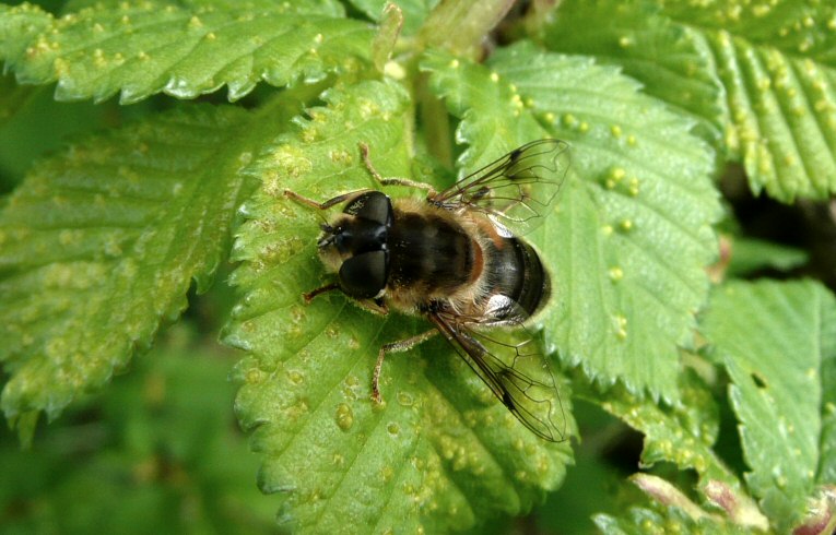 Eristalis (intricarius)