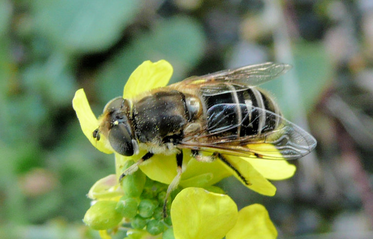 Eristalis arbustorum