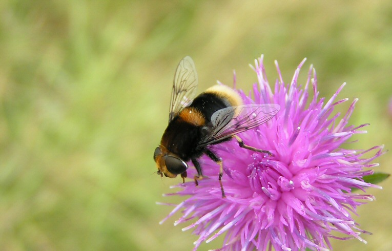 Eristalis intricarius