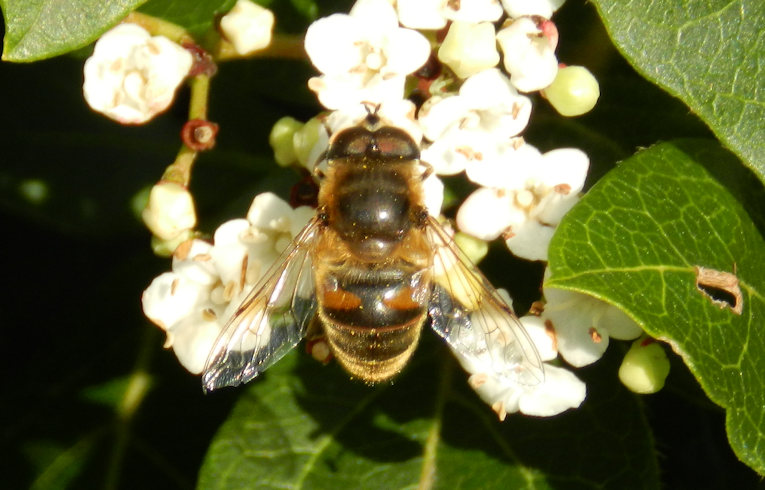 Eristalis tenax