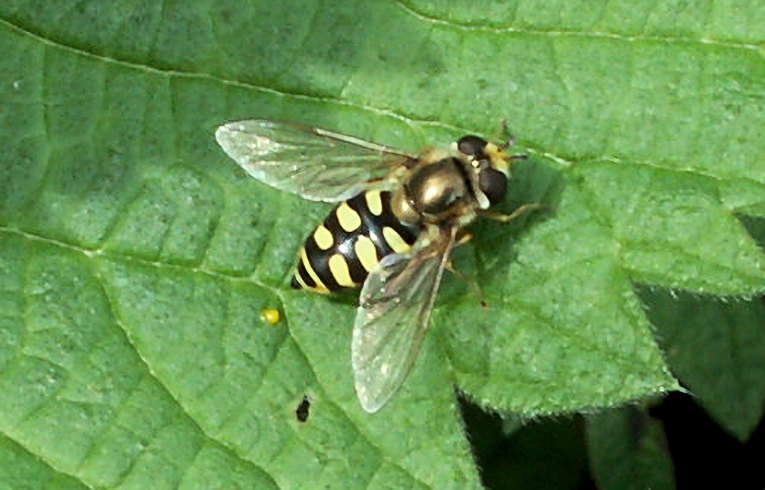 Eupeodes corollae