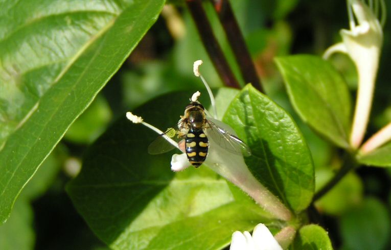Eupeodes luniger ?