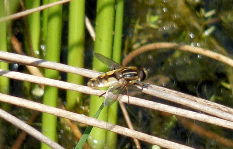 Helophilus hybridus