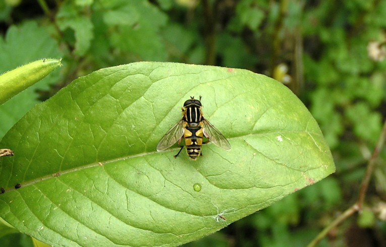 Helophilus pendulus