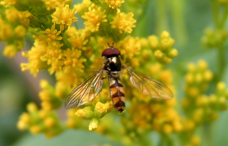 Meliscaeva auricollis?