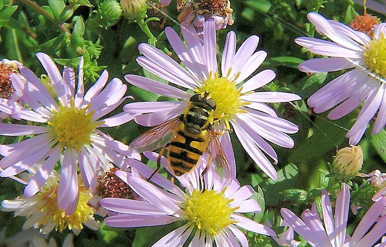 Myathropa florea