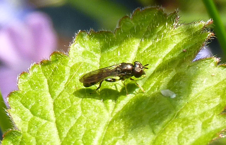 Neoascia sp.