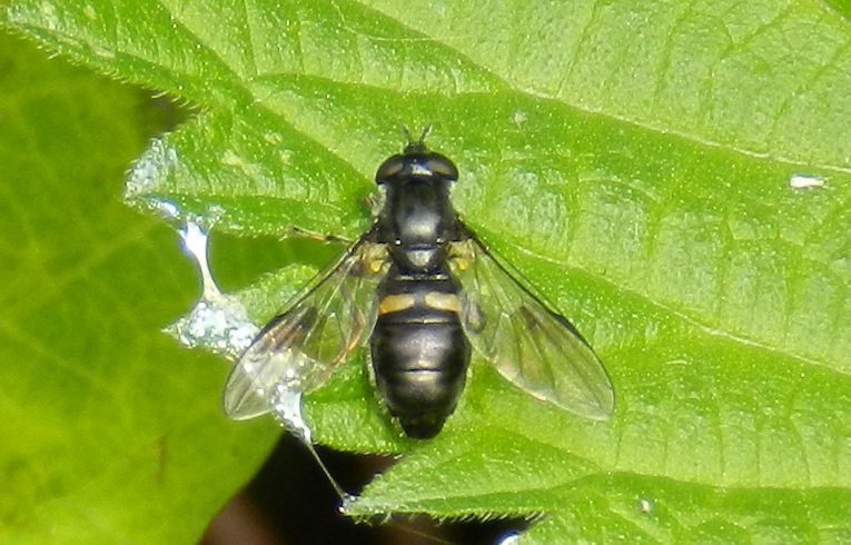 Pipiza (noctulica ?)