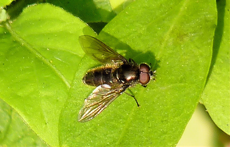 Pipizella viduata