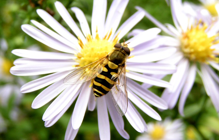 Syritta pipiens