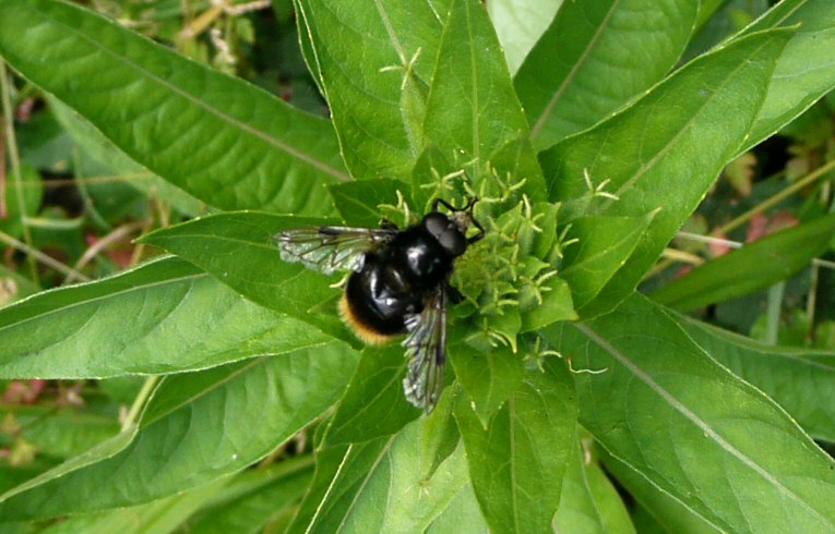 Volucella bombylans