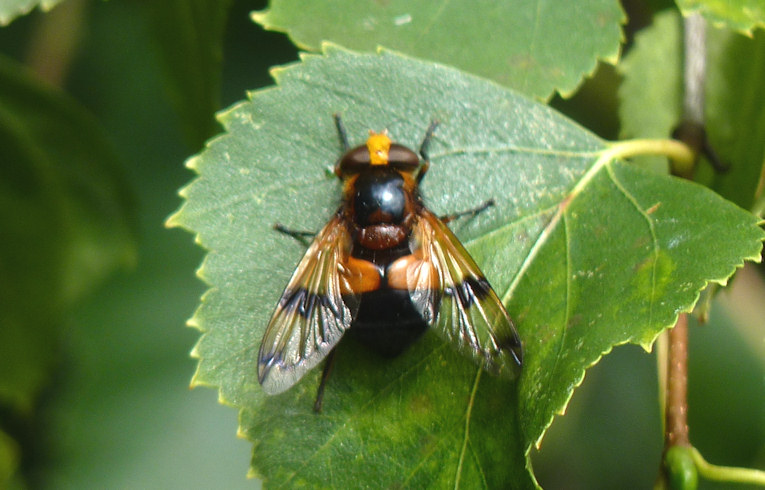 Volucella inflata
