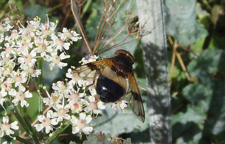 Volucella pellucens