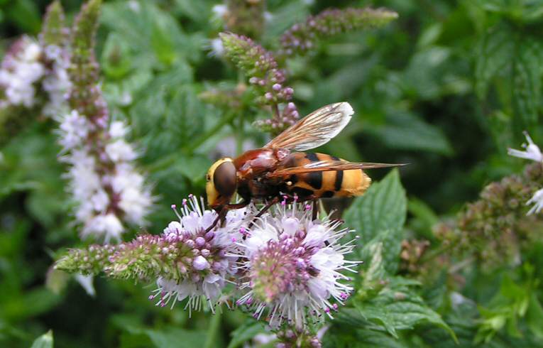 Volucella zonaria