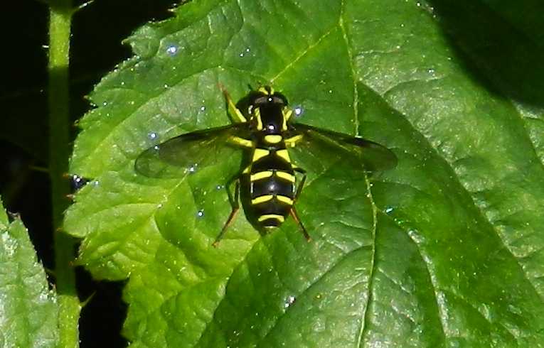Xanthogramma citrofasciatum
