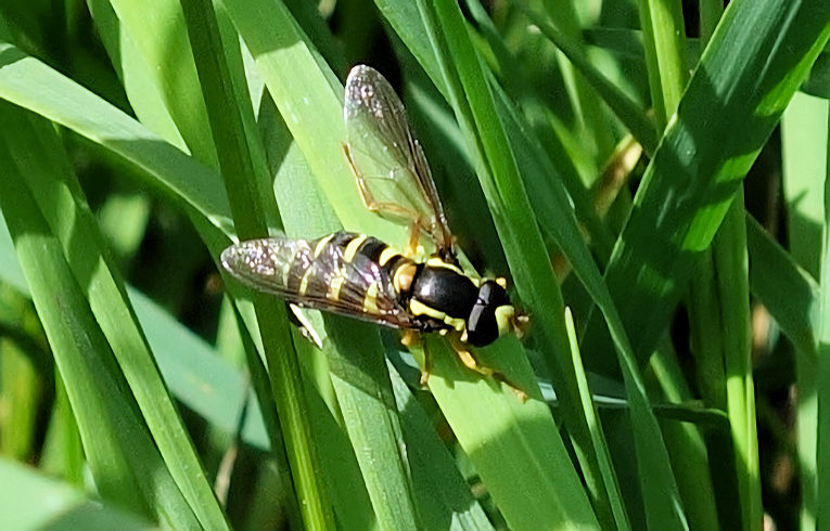 Xanthogramma citrofasciatum