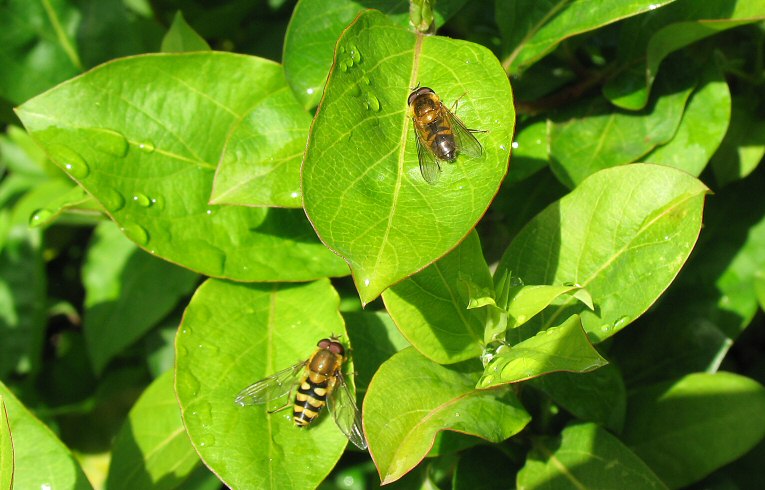 Hoverflies