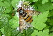 Volucella inanis