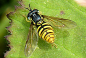 Chrysotoxum cautum