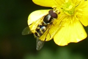 Dasysyrphus albostriatus