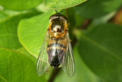 Epistrophe eligans
