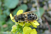 Eristalis arbustorum