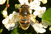 Eristalis tenax