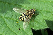 Eupeodes corollae