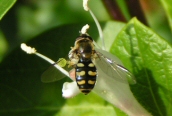 Eupeodes luniger