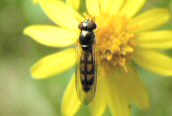 Melanostoma scalare