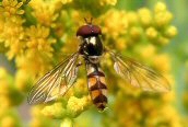 Meliscaeva auricollis