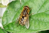 Parhelophilus frutetorum?