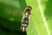 Platycheirus ambiguus ?