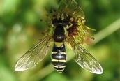 Sphaerophoria rueppillii