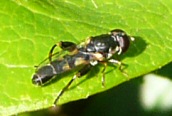 Syritta pipiens