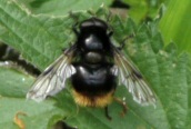 Volucella bombylans