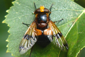 Volucella inflata