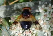 Volucella pellucens