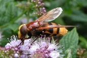 Volucella zonaria