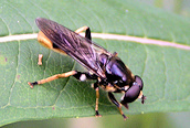 Xylota sylvarum