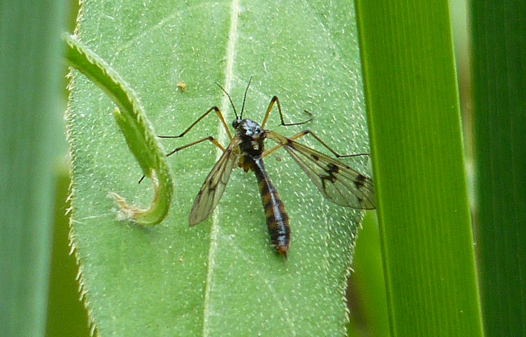Ptychoptera contaminata