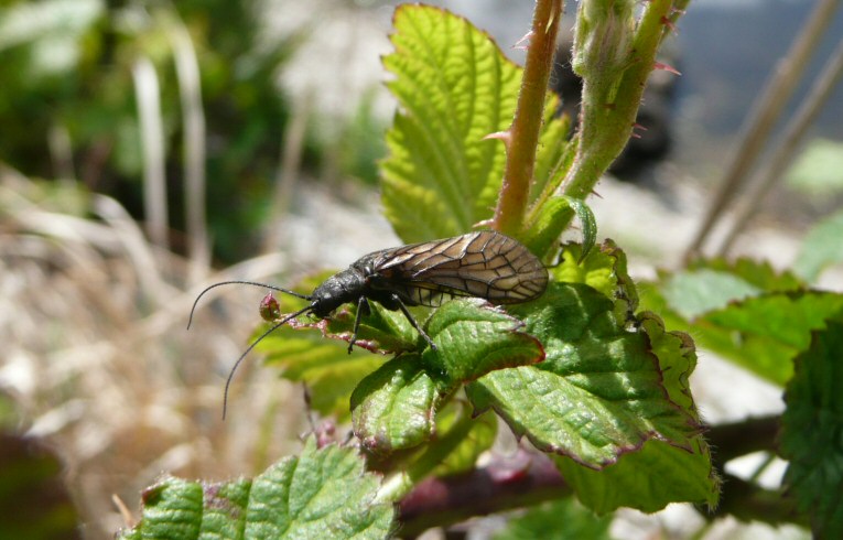 Salis lutaria